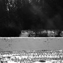 낭만강아지 이미지