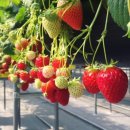 둥이농장 | 🍓🍓 원주 오빠딸기 / 아이랑 같이 가기 좋은곳, 원주 딸기농장, 딸기따기 체험