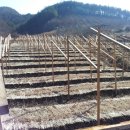 삼도농장 이미지