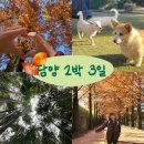 세솔약국 | [전라도 여행, Ep.2]담양 2박 3일 코스 추천(가을 단풍)