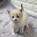 르샤보떼 이미지