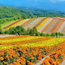 레인보우팜 | 로드 + 사계채의 언덕 + 푸른 연못 + 시라히게 폭포 + 도미타 팜 레인보우 꽃밭 클룩 후기 할인 예약하기!!