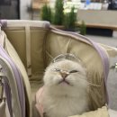 사계절 애견 켄넬 | 퍼핑 오프닝 고양이/강아지 이동가방 라벤더 실 사용 후기