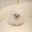 퍼피 비비드(puppy vivid) | 포메라니안전문견사 비비드켄넬 화이트포메라니안 분양 open