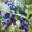 정선블루베리협동조합 이미지