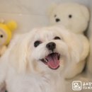 윤스강아지 이미지