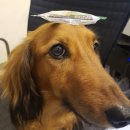 딜리동물병원 이미지