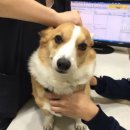 우리집동물병원 이미지