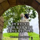 충청 | 동백꽃 필 무렵 촬영지! 보령 충청수영성 후기 보령 가볼만한 곳