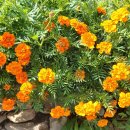 메리골드 이미지