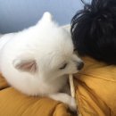 와니펫싸롱 이미지