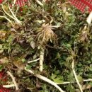 병곤농장 이미지