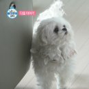 모자식당 이미지