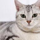 365동물병원 분당점 이미지