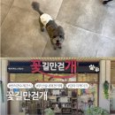 꽃길만걷개 | 부산 실내 애견카페 ‘꽃길만걷개’ 반려견 케이크 수제간식 주문제작케이크