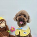 동물친구들 애견미용실 이미지