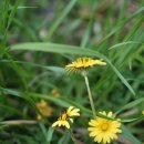 민들레(털민들레) Taraxacum mongolicum Hand.-Mazz. 이미지