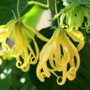 일랑일랑 이미지