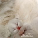 마론도리스(Marondollis) 이미지