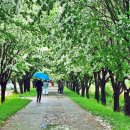 이팝나무길 이미지