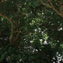 완도 맹선리 상록수림 이미지