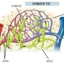 면역과 림프관 이미지