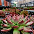 라온하제 이미지