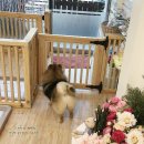 미미그루밍 이미지