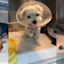 넬 동물의료센터 이미지