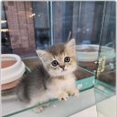 펫아미 강아지분양 고양이분양 동탄점 이미지