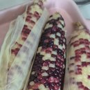 추암1리증암마을기업영농조합 | 삼기품영농조합, 햇 미니찰옥수수 활용법