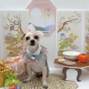 룰루 애견샵 이미지