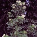 지명연농장 이미지