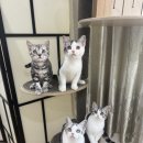 아메숏 캐터리 이미지