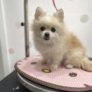 디오펫살롱 이미지