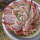 블루베리사슴농장 이미지