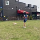 댕댕라운지 이미지