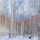 자작나무 숲 이미지