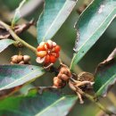 만두나무 이미지