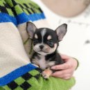 울산 강아지분양 미유펫 이미지