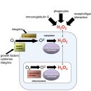 활성산소.. 적절함 redox biology 과함 oxidative stress.. Redox balance 이미지