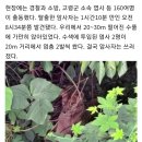 20년 갇혀 산 암사자 '사순이'…숲에서 1시간 앉아있다 하늘로 [사건수첩] 이미지
