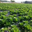 대은농장 이미지