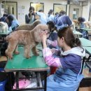 킴스애견미용 이미지