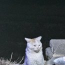 모래알 | 포항 화진모래알펜션 카라반후기(오션뷰 명당자리 꿀팁)