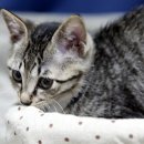 고등어아가씨 이미지