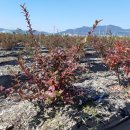 사오농장 이미지