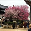 개화 | 2026 양산 통도사 홍매화 실시간 개화상황 감동 후기(26.2.26)