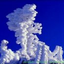 눈과 함께 이미지