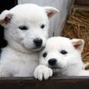 예쁜강쥐 이미지